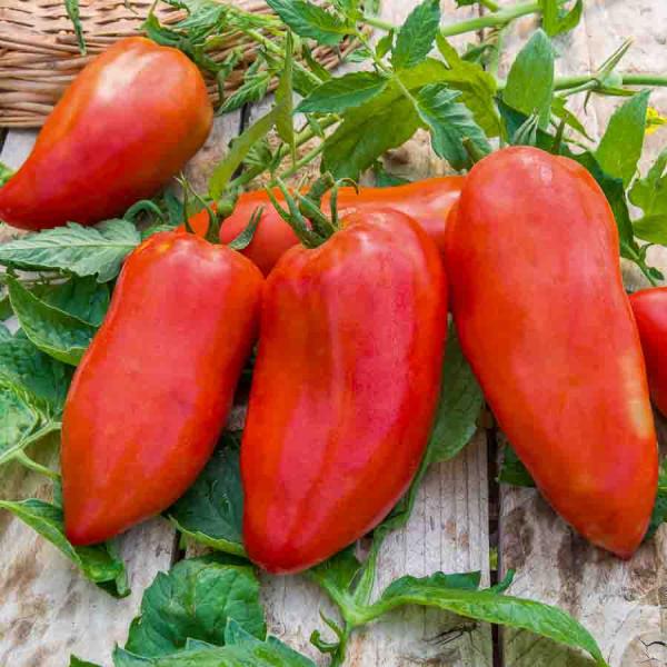 Potagères - Tomate Cornabel F1 - Graines d'Exception - face recto